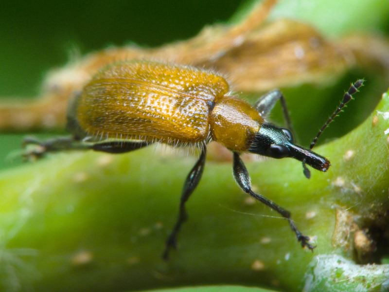 Lasiorhynchites (Stenorhynchites) coeruleocephalus (Shaller, 1783)